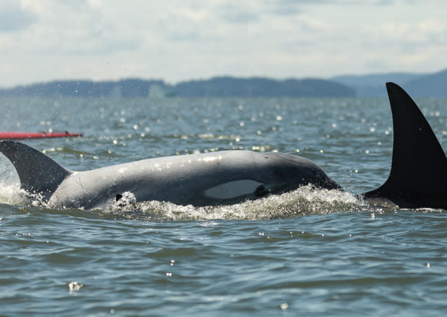 Orcas swimming in Bellingham Bay with the sun glistening on the water
